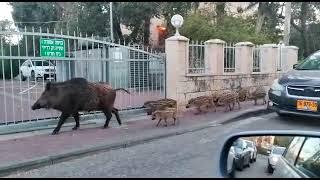 חי פה - חדשות חיפה: אמא חזירה וגוריה החזרזירים (צילום: שחר סבג)