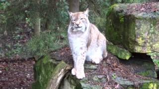 Bedrohte Tiere der Eifel im Fokus - Der Luchs