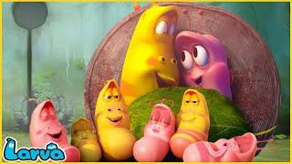 LARVA | HAPPY FAMILY | CARTOON MOVIE FOR LIFE |THE BEST OF CARTOON | HILARIOUS CARTOON COMPILATION