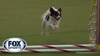 'Fortune' the Papillon captures 8 inch agility title on second run of the contest | FOX SPORTS