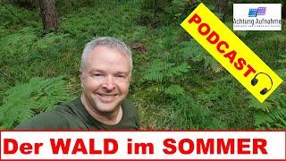 Der Wald im Sommer || Meine Stories