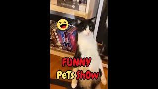 Woof Meow Funny Pets Show #funny #short #show