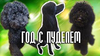 Год с пуделем - что из этого вышло?