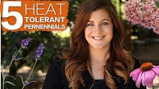 5 Heat Tolerant Perennials ️ // Garden Answer