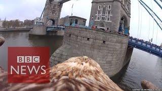 Eagle video reveals stunning views of London from above - BBC News