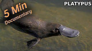 Platypus - 5 Minute Documentary