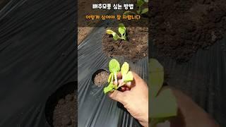 김장배추모종 심는 시기 이렇게 심어야 죽지 않고 잘 자랍니다 #배추심는방법