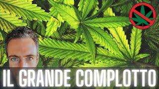 Cannabis: il grande complotto