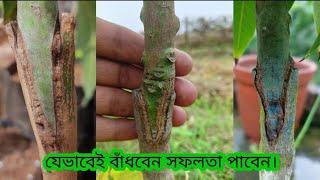 mango tree v grafting technique||mango tree grafting||আম গাছের কলম করার নিয়ম||