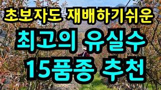 초보자도 재배가 쉬운 최고의 유실수추천 가을에 묘목 심어야 성공합니다 #정원수#유실수#묘목심는법#정원#블루베리#과수원#농사#건강#시골#힐링#노후준비#전원생활