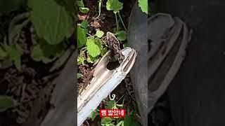 새끼 살모사