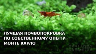 Самое лучшее почвопокровное растение для аквариума - Монте Карло