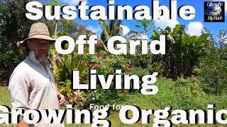 Sustainable off grid living in Hawaii - Living off the land - Growing Organic food at Home