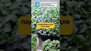 Если рассада начала чахнуть, подкармливаю этим средством #огород #подкормка