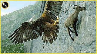 20 Cruelest Birds of Prey Hunting Moments