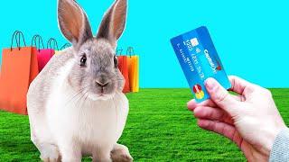 I Gave My Credit Card to A BUNNY