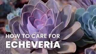 BEST TIPS | HOW TO GROW AND CARE FOR ECHEVERIA PLANT |