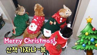 메리 크리스마스! 산책하러 가자냐~옹Merry Christmas! Cats taking a stroll~