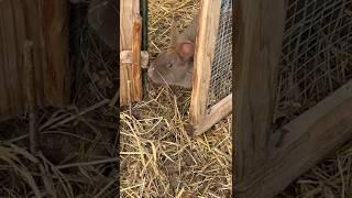 Spring Powered Survival Snare