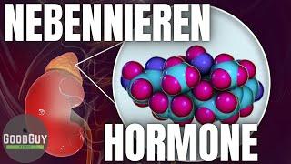 Hormone aus den Nebennieren! Funktion Cholsterin Pregnenolon Leber Nieren Blutdruck Proteinsynthese!