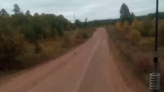 Ранняя осень: Качугский район. Дорога : шаман дерево-д.Буредай