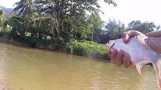 fly fishing ikan lampam sungai