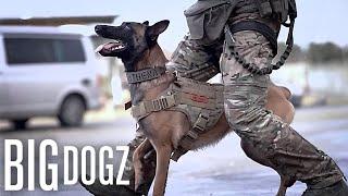 This Belgian Malinois Is Trained To A Military Standard | BIG DOGZ