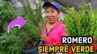 QUE TU PLANTA DE ROMERO TE DURE AÑOS - como cuidar las plantas de ROMERO en maceta