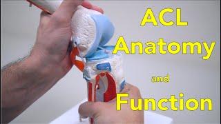 Anterior Cruciate Ligament (ACL) - Anatomy and Function