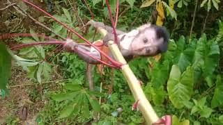 BABY MONKEYS ARE VERY HAPPY PLAYING IN THE TREE ||