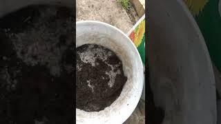 Getting the pot compost ready for sowing chilli plants