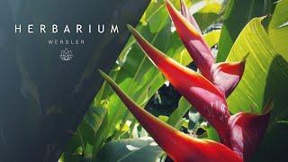 Heliconia bihai 'Arawak' - (Lobster Claw)