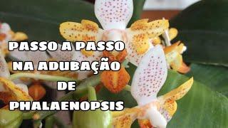 ADUBAÇÃO DE PHALAENOPSIS