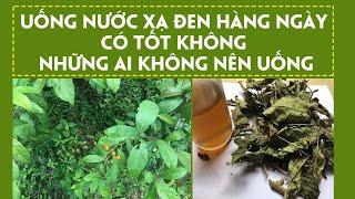 UỐNG NƯỚC XẠ ĐEN HÀNG NGÀY CÓ TỐT KHÔNG - NHỮNG AI KHÔNG NÊN UỐNG