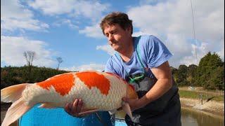 Koi Harvest Sakai Fish Farm Japan with Mike Snaden