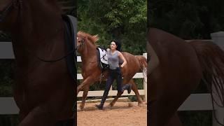 colorado horseback riding |horseback riding through the colorado mountain