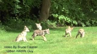 Coyote Pups In Central Park Cute But Sad