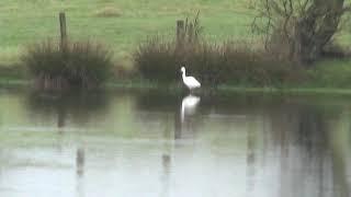 Little Egret, Rochdale Canal SSSI, Greater Manchester