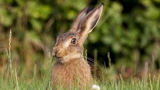 Крик зайца, звук зайца, голос зайца | Cry hare, hare sound, hare voice