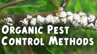 Organic Pest Control Methods | Learn Organic Farming | Ep5