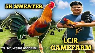 5K SWEATER - LCJR GAMEFARM - QUALITY GAMEFOWL IN THE PHILIPPINES... OWNER: JL SALBIBIA