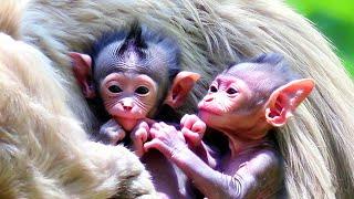 Welcome to the Family: A Newborn Baby Monkey Joins the Pack