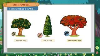 ORANGE LEAF PUBLISHERS | CLASS 1 | TERM 1 CH 1 | SEM 1 CH 1 | SCIENCE | DIFFERENT KINDS OF PLANTS