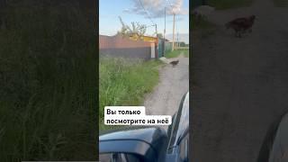 Мося. В этом вся она #домашниеживотные #помощьбездомным #приют #котик #животные #суперсобака