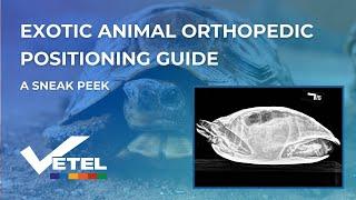 Exotic Animal Radiograph Positioning Guide For Veterinarians