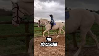 Doing the Macarena on 17hh Stallion #horse #equestrian #horselover #horsegirl #showjumping #pony