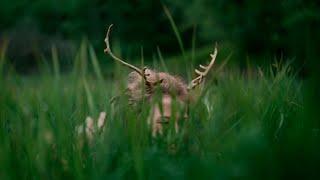 Heilung | Anoana [Official Video]