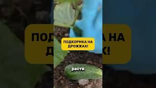 Моя любимая подкормка! #огород #дача #подкормка #рассада