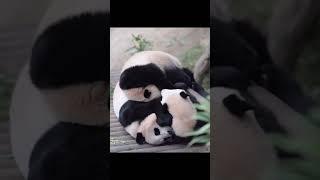 Sweet and Endearing moments of panda #pandachina #shortvideo #funnyanimal #youtubeshorts