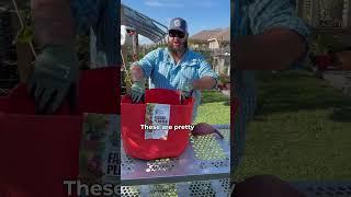 Destin @texasgardenguy is giving this TEXAS-SIZED sweet potato the royal treatment!!  #gardening